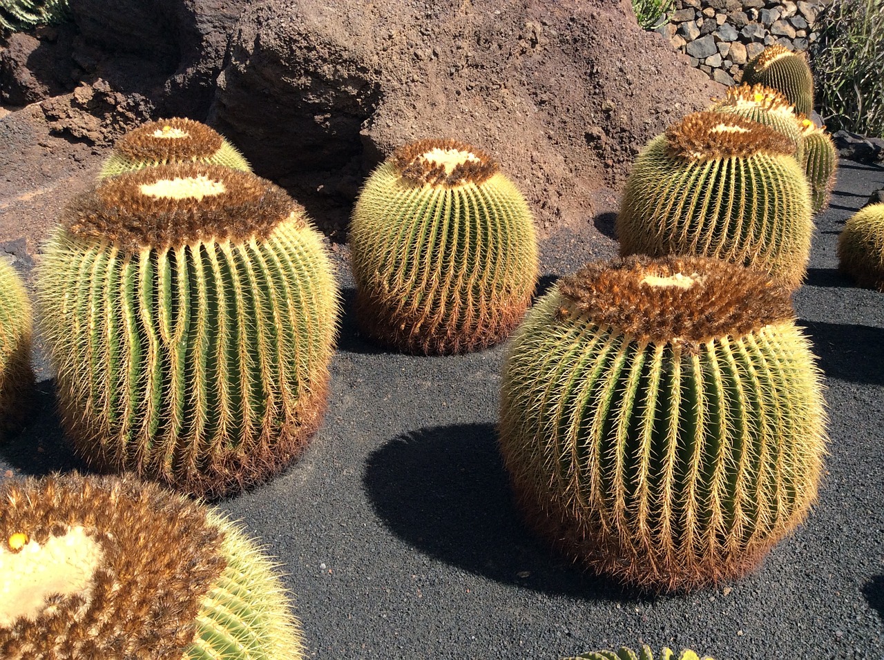 zwiedzanie lanzarote ogród kaktusów