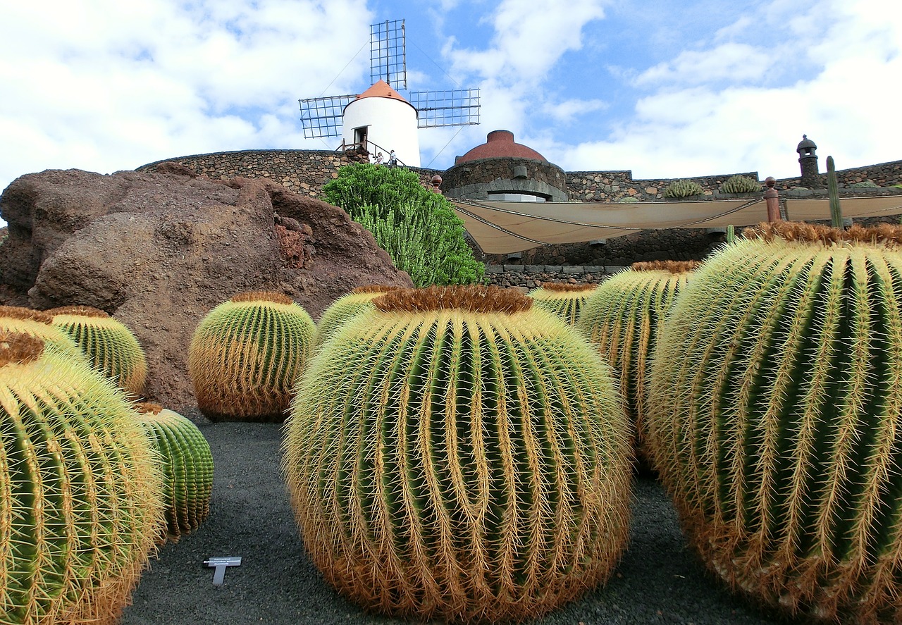 zwiedzanie lanzarote Ogród kaktusów